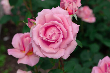 Pink rose on a background of green leaves.