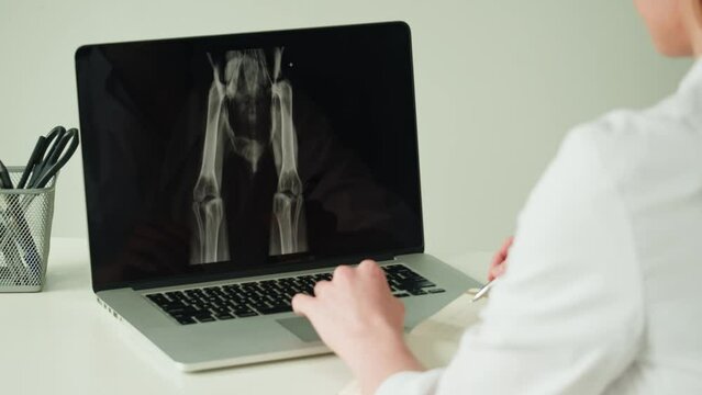 Doctor veterinarian examining bird skeleton roentgen on laptop monitor. Woman vet analyzing animal, avian bones x-ray close-up. Healthcare and medicine concept.