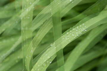 Green leaves laced with raindrops in double exposure. 