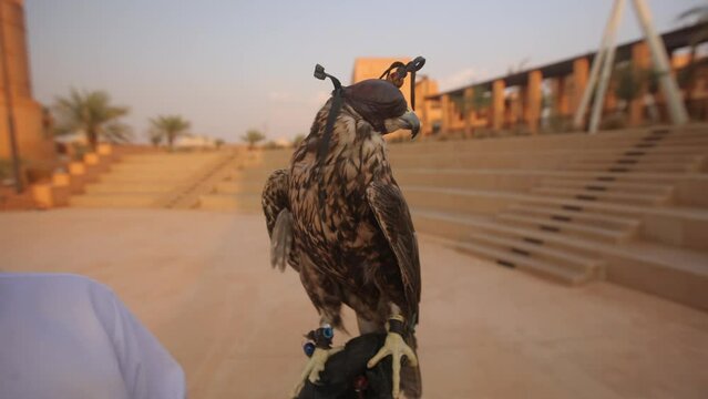 A falcon in a cowl looks around. The falcon in a capuche. High quality FullHD footage
