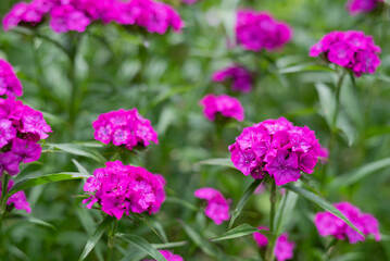 A blurry image of a bright pink carnation in a flower bed against a background of greenery.