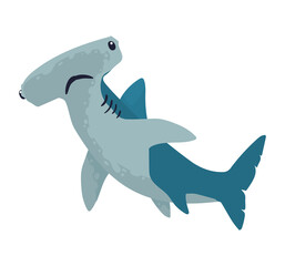 shark sealife animal - obrazy, fototapety, plakaty