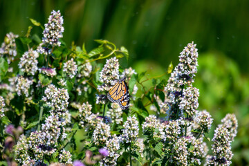 A monarch butterfly, danaus plexippus feeds on anise hyssop, agastache