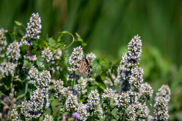A monarch butterfly, danaus plexippus feeds on anise hyssop, agastache