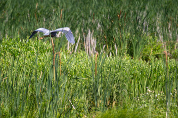 Great blue heron A. herodias flies over a canadian wetland