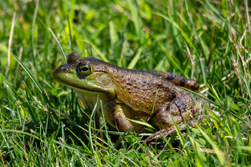 Obraz premium The green frog, lithobates clamitans sits in the grass on a hot day