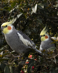 Cockatoos sunbathing