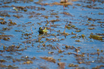 Young green frogs or bullfrogs sit in a marsh in canada