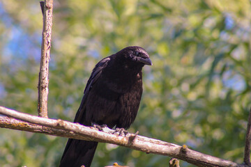 crow on a branch
