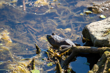 Young green frogs or bullfrogs sit in a marsh in canada