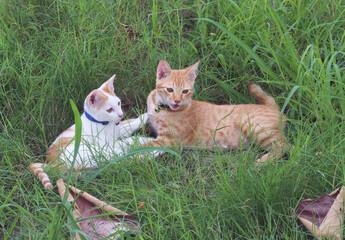 A cute domestics young two cats lying and playing together in nature of a countryside in a green grass field with greenery nature savage 