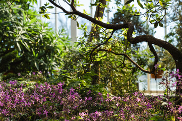 Fototapeta na wymiar Beautiful nature. Small purple flowers. Tree on background.