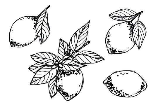 Vector set of lemon clipart. Hand drawn citrus icon. Fruit illustration. For print, web, design, decor, logo.