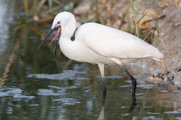 Little Egret (Egretta Garzetta) showing its tongue