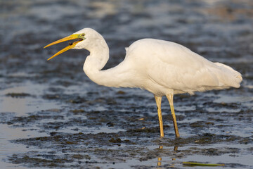 Heron tossing a fish in its beak