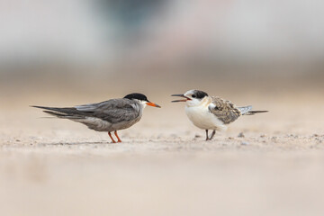 Juvenile white cheeked tern begging for food from an adult, Bahrain