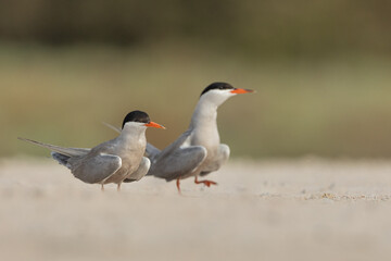 Common Tern