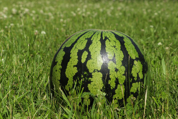 Whole ripe watermelon in fresh green grass outdoors