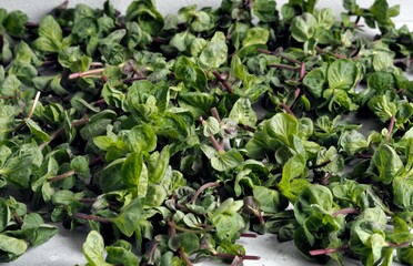 Medicinal natural background with useful mint herb. Spring harvesting grass.