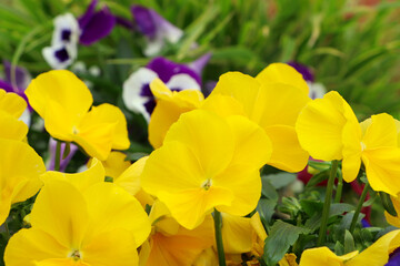 Obraz na płótnie Canvas Beautiful yellow pansies growing in garden, closeup