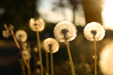 Beautiful fluffy dandelions outdoors on sunny day, closeup. Space for text
