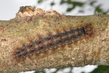 Chenille poilue du bombyx disparate (Lymantria dispar)
