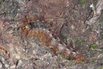 Chenille poilue du bombyx disparate (Lymantria dispar)