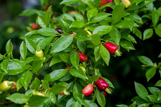 Cherry of the Rio Grande, Eugenia involucrata fruits