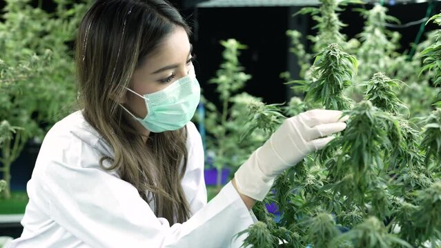 Scientist researcher closely monitor record of growing up development of cannabish flower and leaves under environment lighting control inhouse modern plantation 
