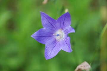 flower, 네이처, 보라색, 식물,개화