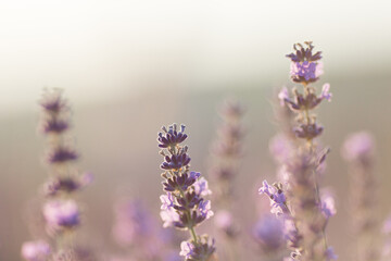 a sprig of lavender in a field at sunset