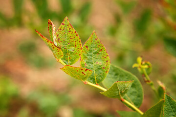 Leaf blueberry virus infected red ring spot.
