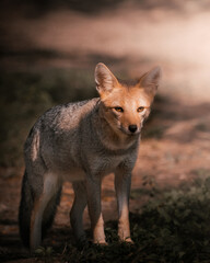 Zorro al acecho de su presa