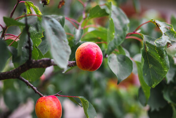 apricots on the tree