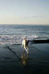 A young boxer dog runs away from the sea wave