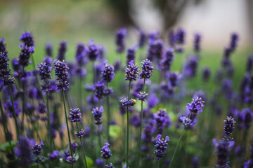 lavenders in the garden