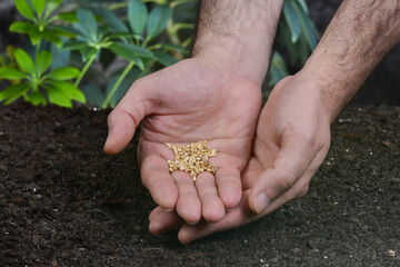 А man holds seeds in his hand, close-up. Planting seeds. Gardening, sowing seeds in the ground.