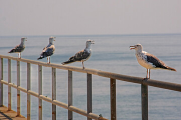 Gull Choir at the Beach