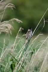male reed bunting (Emberiza schoeniclus) singing whilst perched on reed stem