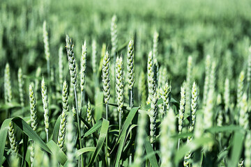 Wheat spikelets at farm field, close up. Young green ears of wheat crop plants, selective focus....