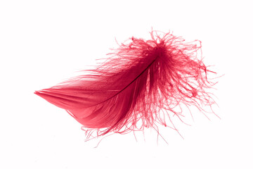 red goose feather on a white isolated background