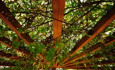 A garden pergola, covered in nature and beautifully backlit from above by the sun