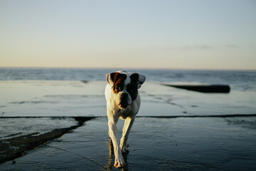 A young boxer dog walks along the seashore, horizon