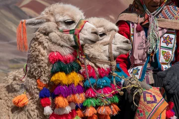 Foto op Canvas Lama& 39 s op de top van de Vinicunca-berg, of &quot berg van 7 kleuren&quot  (5200 meter hoog). © Curioso.Photography
