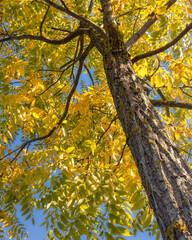 Looking up an ash tree with golden autumn foliage 