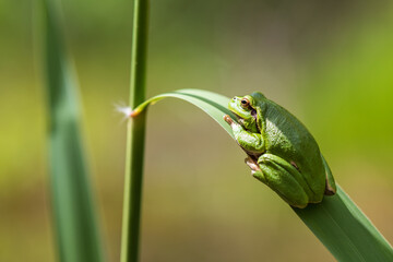 Hyla arborea - Green tree frog on a stalk. The background is green. The photo has a nice bokeh. Wild photo