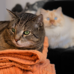 Tabby cat lying on a orange blanket and being watched by another cat in the background