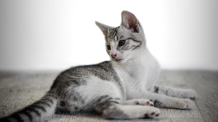 Obraz na płótnie Canvas The grey and white tabby kitten.