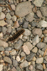 caterpillar close-up