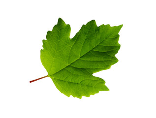 Green Leaf On White